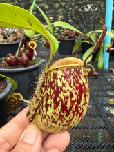 Load image into Gallery viewer, N. ampullaria - Specimen 22
