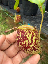 Load image into Gallery viewer, N. ampullaria - Specimen 23
