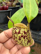 Load image into Gallery viewer, N. ampullaria - Specimen 24
