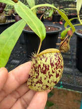 Load image into Gallery viewer, N. ampullaria - Specimen 24
