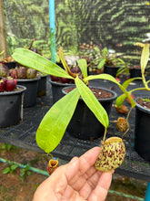 Load image into Gallery viewer, N. ampullaria - Specimen 24
