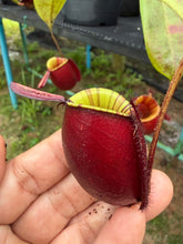 Load image into Gallery viewer, N. ampullaria - Specimen 26

