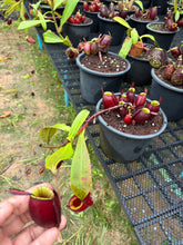 Load image into Gallery viewer, N. ampullaria - Specimen 26

