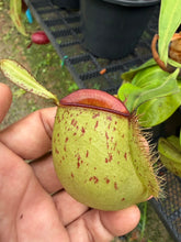 Load image into Gallery viewer, N. ampullaria - Specimen 27
