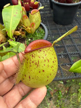 Load image into Gallery viewer, N. ampullaria - Specimen 27
