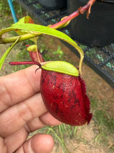 Load image into Gallery viewer, N. ampullaria - Specimen 29
