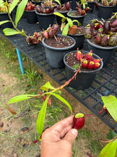 Load image into Gallery viewer, N. ampullaria - Specimen 29
