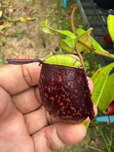 Load image into Gallery viewer, N. ampullaria - Specimen 30
