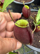 Load image into Gallery viewer, N. ampullaria - Specimen 33
