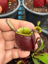 Load image into Gallery viewer, N. ampullaria - Specimen 34

