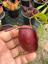 Load image into Gallery viewer, N. ampullaria - Specimen 35
