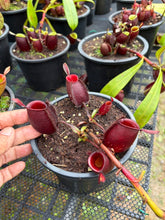 Load image into Gallery viewer, N. ampullaria - Specimen 35
