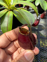 Load image into Gallery viewer, N. bicalcarata x ampullaria 'Black Miracle' - Specimen 2
