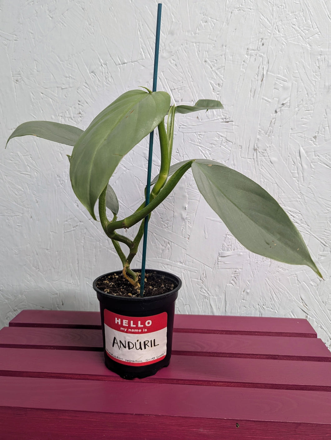 Philodendron Hastatum 'Silver Sword'