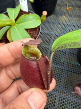 Load image into Gallery viewer, N. bicalcarata x ampullaria 'Black Miracle' - Specimen 4
