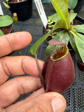 Load image into Gallery viewer, N. bicalcarata x ampullaria 'Black Miracle' - Specimen 4
