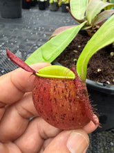 Load image into Gallery viewer, N. ampullaria - Specimen 29
