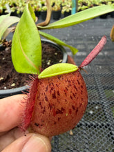 Load image into Gallery viewer, N. ampullaria - Specimen 29
