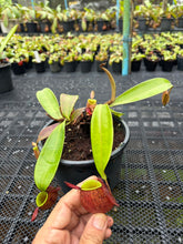 Load image into Gallery viewer, N. ampullaria - Specimen 29
