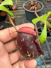 Load image into Gallery viewer, N. ampullaria - Specimen 31
