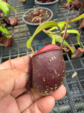 Load image into Gallery viewer, N. ampullaria - Specimen 31

