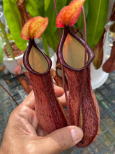 Load image into Gallery viewer, N. alata x maxima
