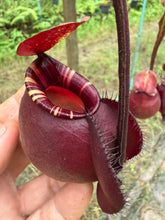 Load image into Gallery viewer, N. mirabilis var 'Trang-Bizarre' x (viking x ampullaria 'Black Miracle') - Specimen 3
