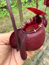 Load image into Gallery viewer, N. mirabilis var 'Trang-Bizarre' x (viking x ampullaria 'Black Miracle') - Specimen 3
