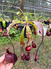 Load image into Gallery viewer, N. mirabilis var 'Trang-Bizarre' x (viking x ampullaria 'Black Miracle') - Specimen 3
