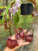 Load image into Gallery viewer, N. mirabilis var 'Trang-Bizarre' x (viking x ampullaria 'Black Miracle') - Specimen 4
