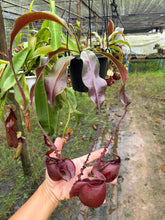 Load image into Gallery viewer, N. mirabilis var 'Trang-Bizarre' x (viking x ampullaria 'Black Miracle') - Specimen 4
