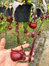 Load image into Gallery viewer, N. mirabilis var 'Trang-Bizarre' x (viking x ampullaria 'Black Miracle') - Specimen 5
