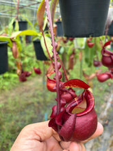 Load image into Gallery viewer, N. mirabilis var 'Trang-Bizarre' x (viking x ampullaria 'Black Miracle') - Specimen 6
