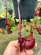 Load image into Gallery viewer, N. mirabilis var 'Trang-Bizarre' x (viking x ampullaria 'Black Miracle') - Specimen 7
