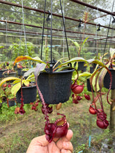 Load image into Gallery viewer, N. mirabilis var 'Trang-Bizarre' x (viking x ampullaria 'Black Miracle') - Specimen 7
