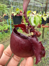 Load image into Gallery viewer, N. mirabilis var 'Trang-Bizarre' x (viking x ampullaria 'Black Miracle') - Specimen 8
