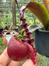 Load image into Gallery viewer, N. mirabilis var 'Trang-Bizarre' x (viking x ampullaria 'Black Miracle') - Specimen 8
