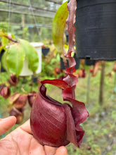 Load image into Gallery viewer, N. mirabilis var 'Trang-Bizarre' x (viking x ampullaria 'Black Miracle') - Specimen 9
