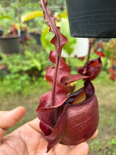 Load image into Gallery viewer, N. mirabilis var 'Trang-Bizarre' x (viking x ampullaria 'Black Miracle') - Specimen 9
