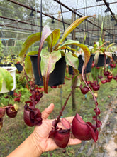 Load image into Gallery viewer, N. mirabilis var 'Trang-Bizarre' x (viking x ampullaria 'Black Miracle') - Specimen 9
