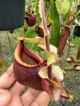 Load image into Gallery viewer, N. mirabilis var 'Trang-Bizarre' x (viking x ampullaria)
