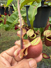 Load image into Gallery viewer, N. mirabilis var 'Trang-Bizarre' x (viking x ampullaria)

