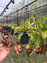 Load image into Gallery viewer, N. mirabilis var 'Trang-Bizarre' x (viking x ampullaria)
