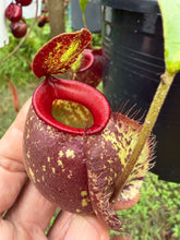 Load image into Gallery viewer, N.(viking x Hookeriana) x ampullaria - Specimen 8
