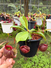 Load image into Gallery viewer, N.(viking x Hookeriana) x ampullaria - Specimen 8
