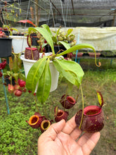 Load image into Gallery viewer, N.(viking x Hookeriana) x ampullaria - Specimen 9
