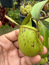 Load image into Gallery viewer, N. ampullaria - Specimen 1
