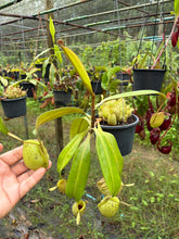 Load image into Gallery viewer, N. ampullaria - Specimen 1
