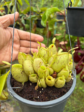 Load image into Gallery viewer, N. ampullaria - Specimen 1
