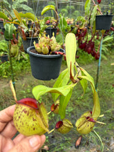 Load image into Gallery viewer, N. ampullaria - Specimen 2
